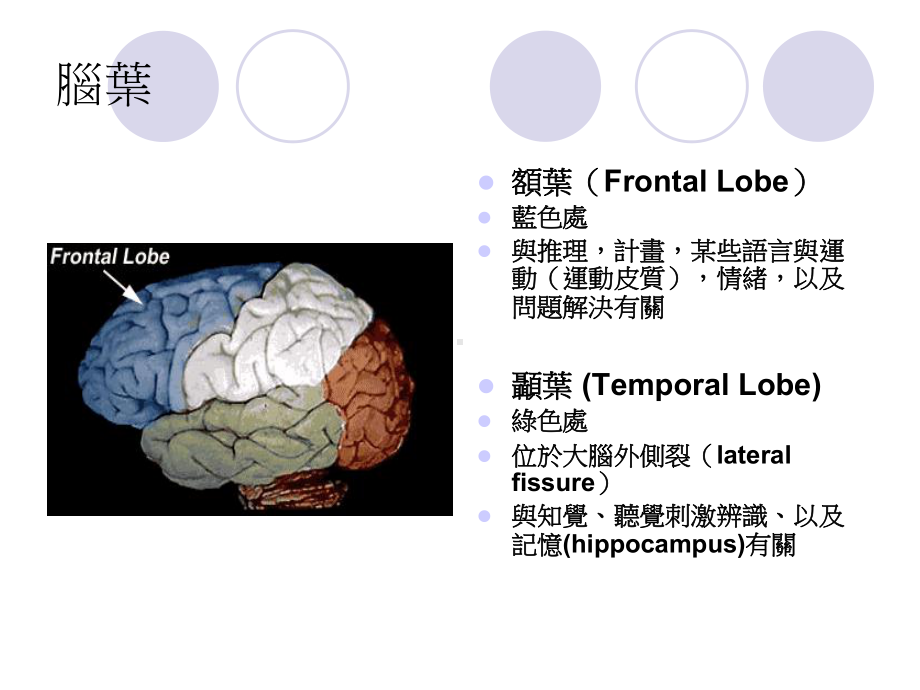 Gender♀Brain♂Language性别♀大脑♂语言课件.ppt_第3页