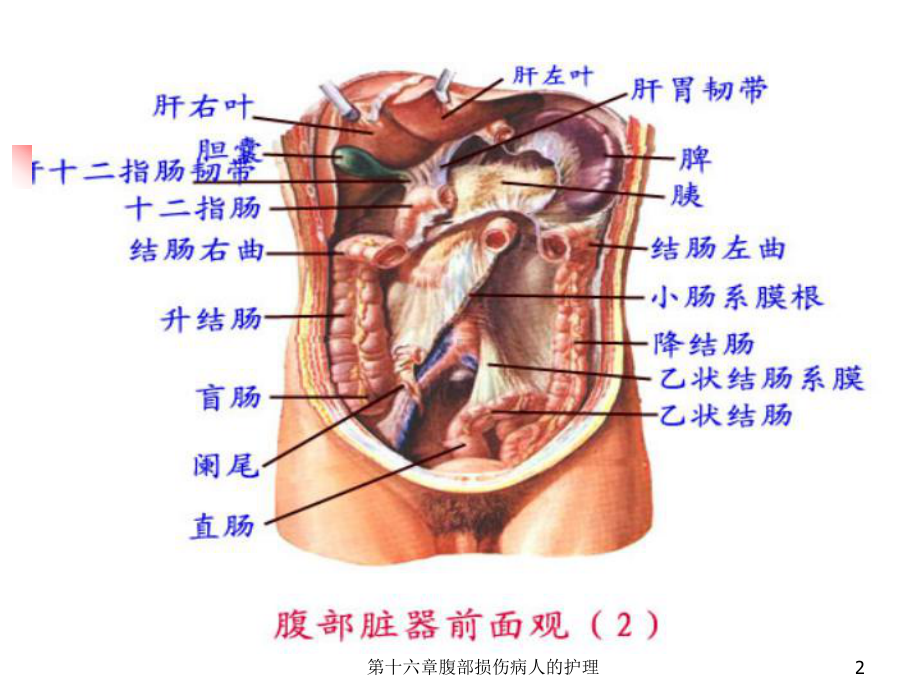 第十六章腹部损伤病人的护理课件.ppt_第2页