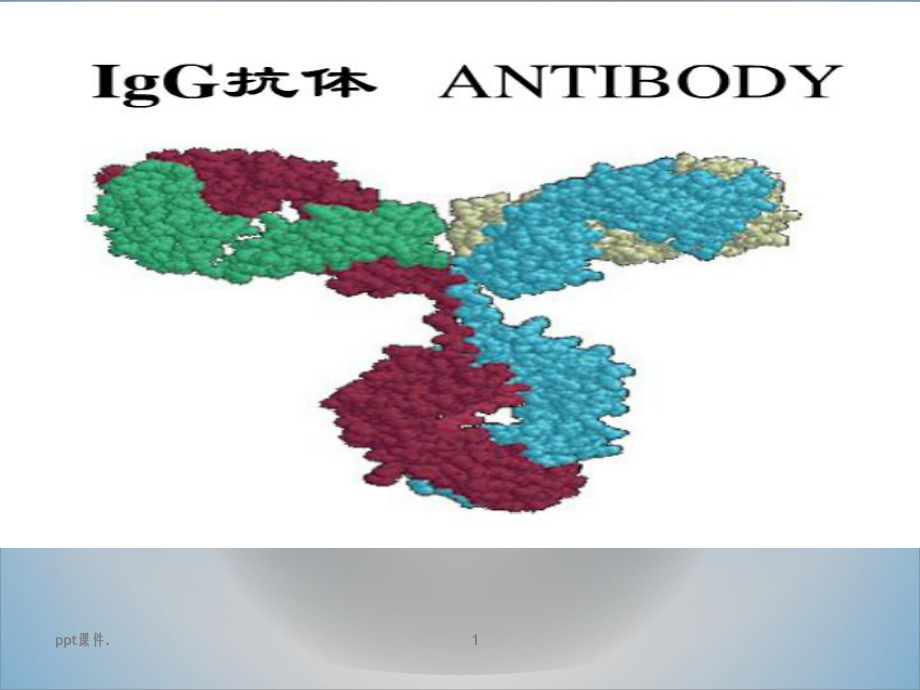 IgG抗体分子结构课件.pptx_第1页