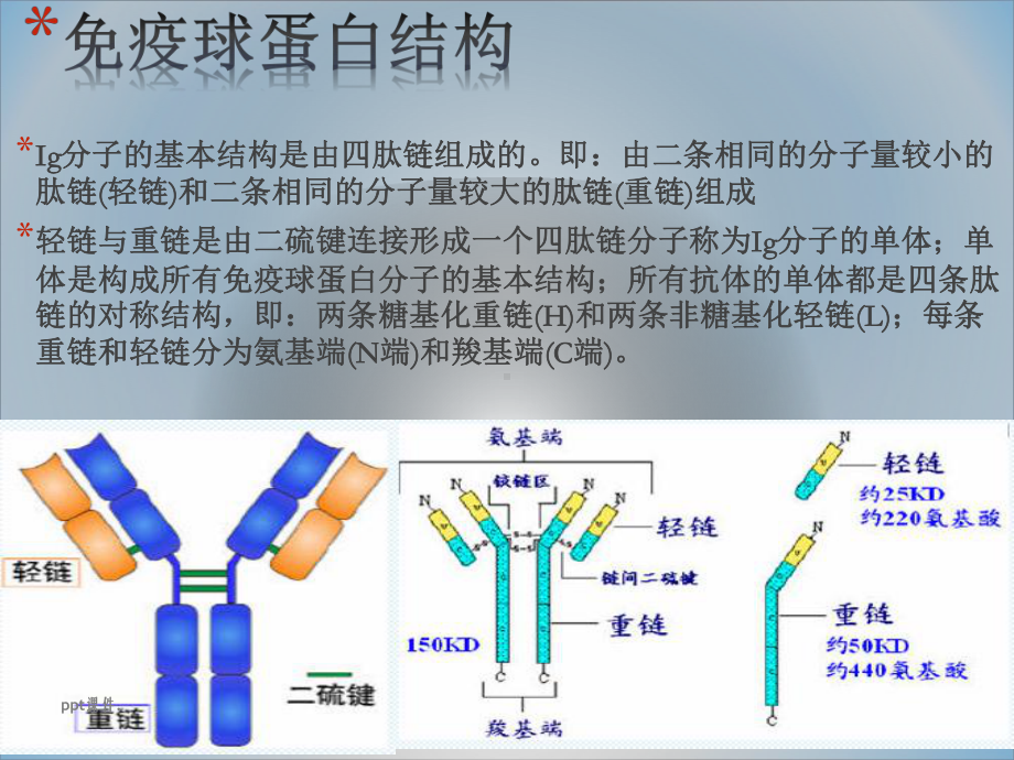 IgG抗体分子结构课件.pptx_第3页