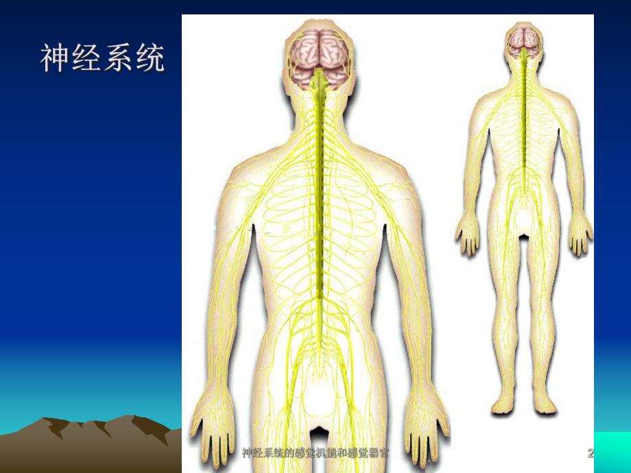 神经系统的感觉机能和感觉器官培训课件.ppt_第2页