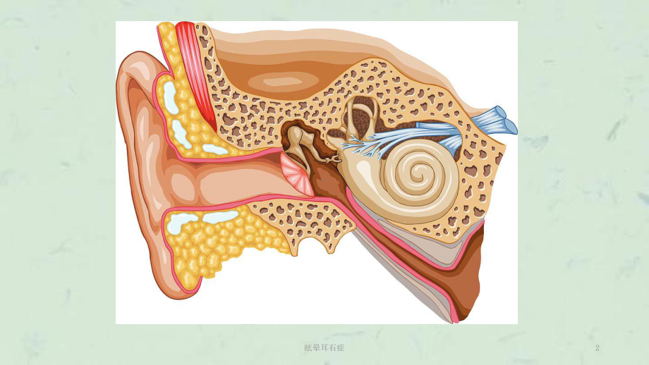 眩晕耳石症课件.ppt_第2页