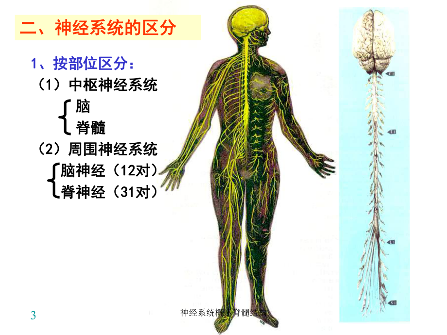 神经系统概述脊髓结构课件.ppt_第3页