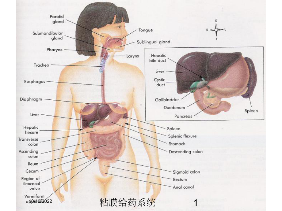 粘膜给药系统培训课件.ppt_第1页