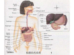 粘膜给药系统培训课件.ppt