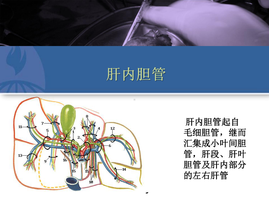 《胆道疾病》课件.ppt_第2页