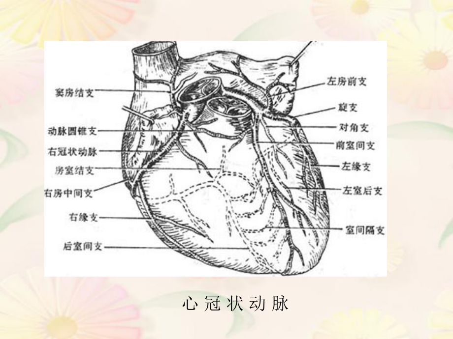 第八节冠状动脉粥样硬化性心脏病1课件.ppt_第3页