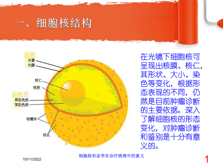 细胞核形态学在诊疗病理中的意义培训课件.ppt_第1页