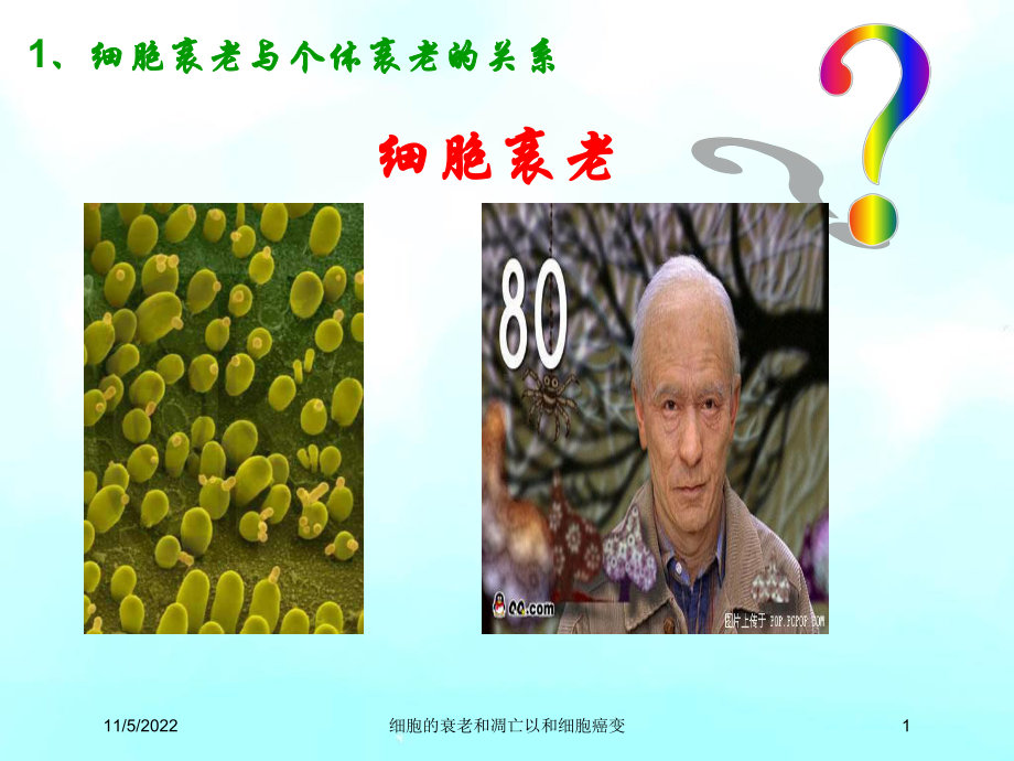 细胞的衰老和凋亡以和细胞癌变培训课件.ppt_第1页