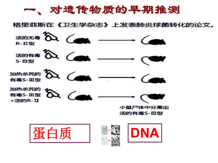 (新教材)DNA是主要的遗传物质人教版1课件.ppt_第3页