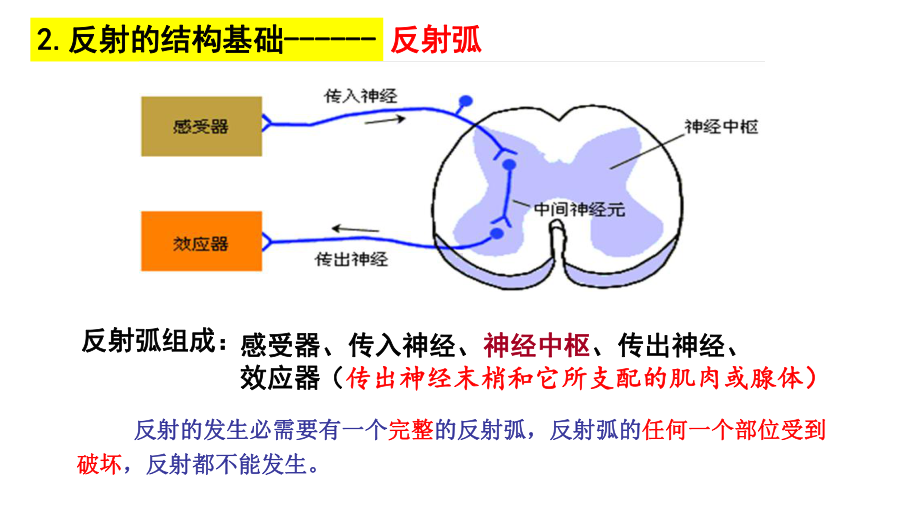 (新教材)神经调节的基本方式人教版课件1.pptx_第3页