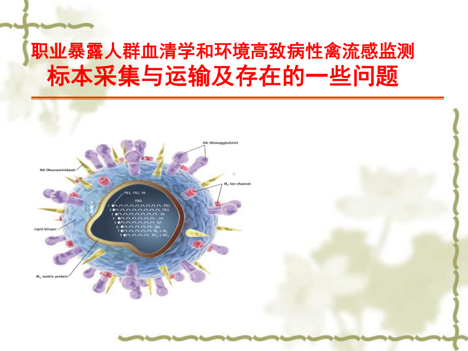 禽流感环境标本采集与运输综述课件.ppt_第1页