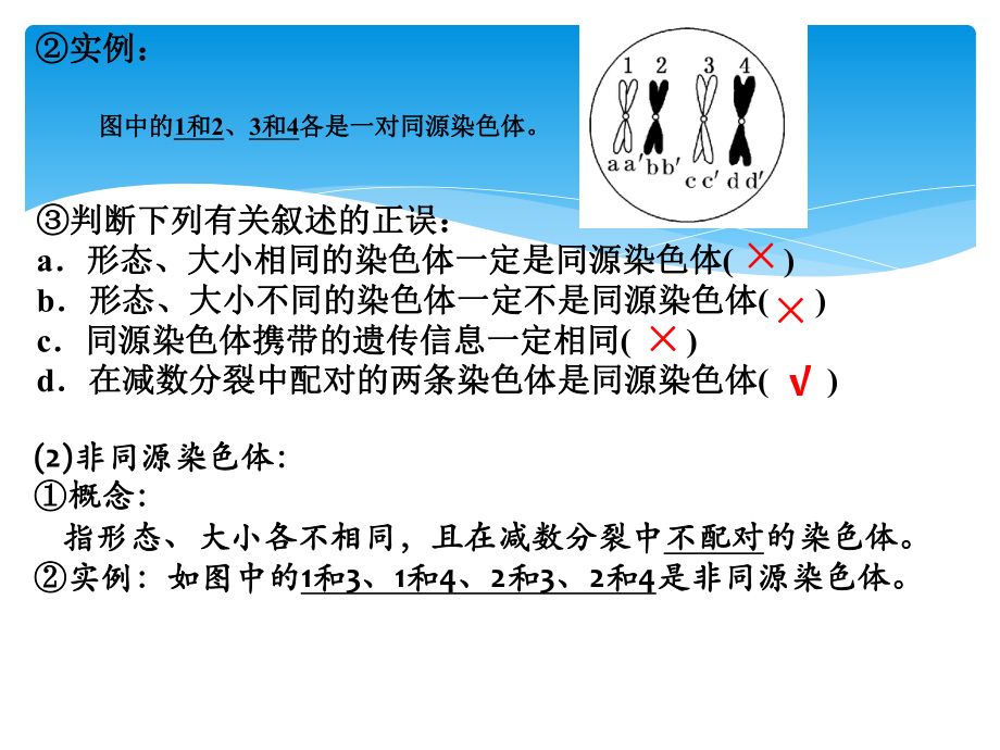 -减数分裂和受精作用课件.pptx_第3页