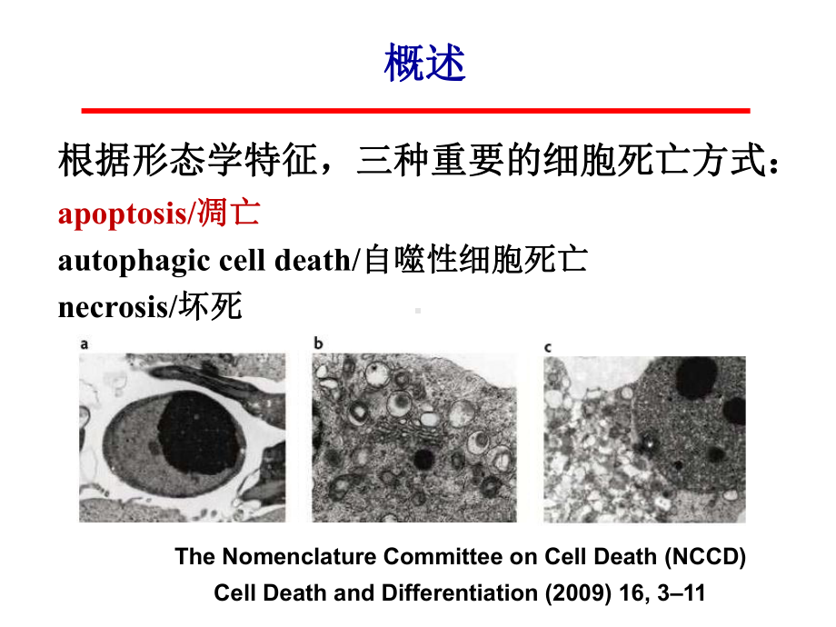 细胞生物学细胞死亡课件.ppt_第3页