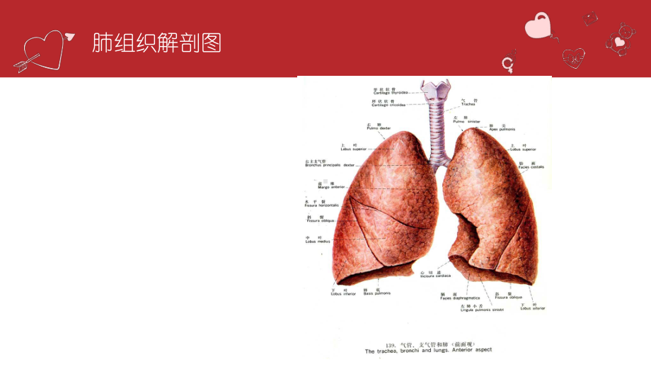 纤维支气管镜检查的护理2课件.pptx_第2页