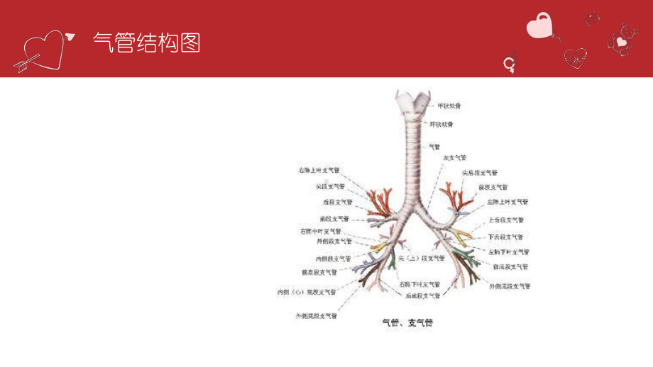 纤维支气管镜检查的护理2课件.pptx_第3页