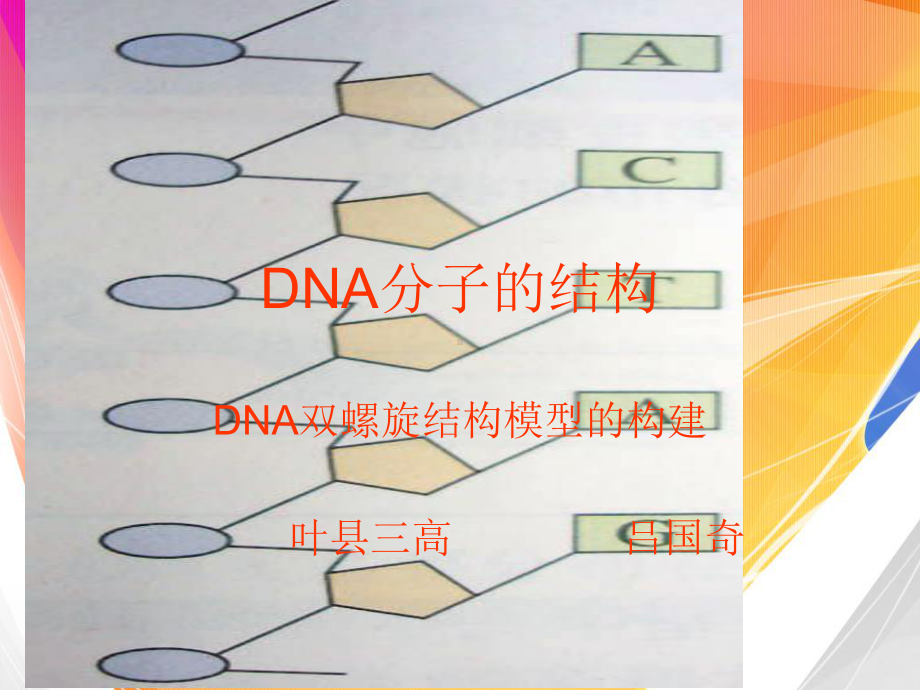 DNA分子的结构-课件2.ppt_第1页