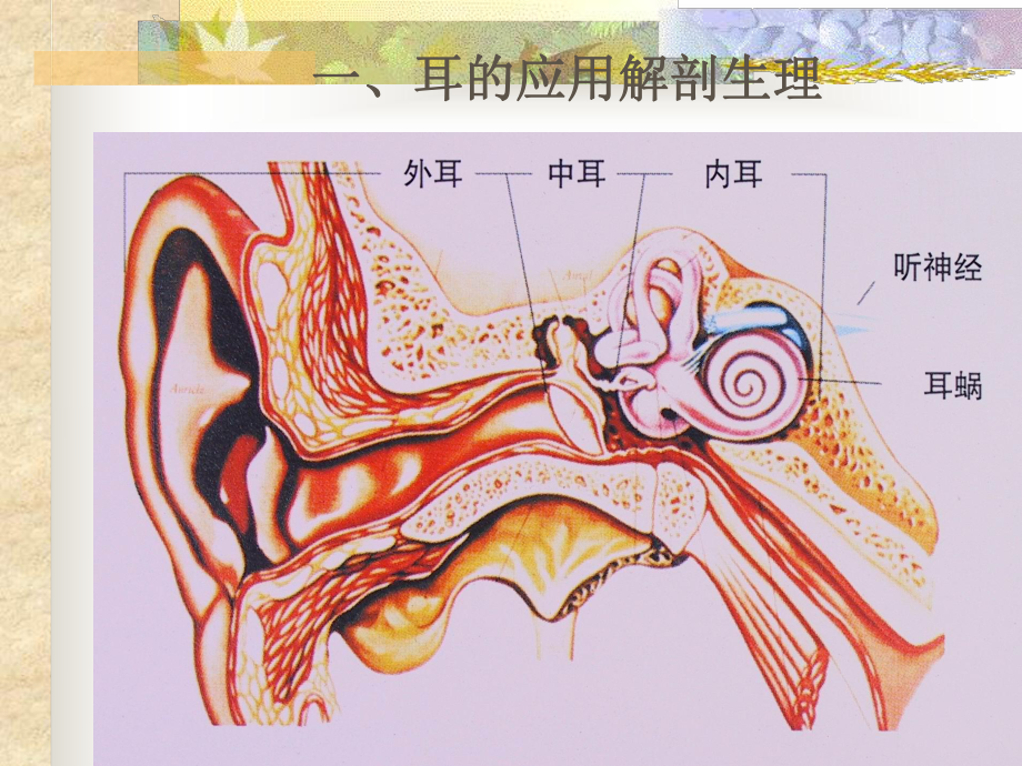 耳科病人护理本科课件.ppt_第3页