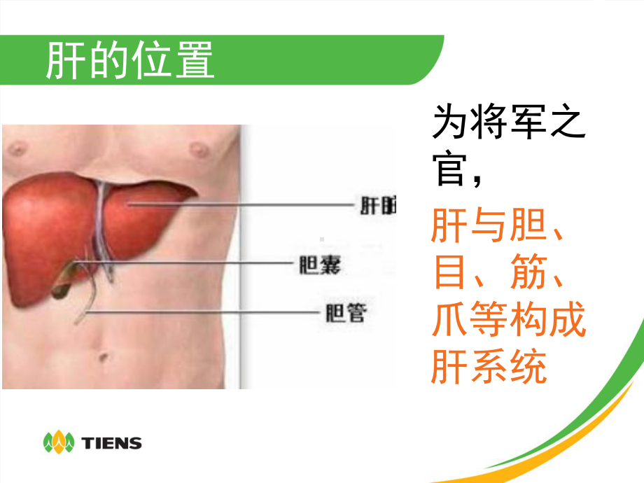 肝心脾肺肾24小时养生课件.pptx_第3页