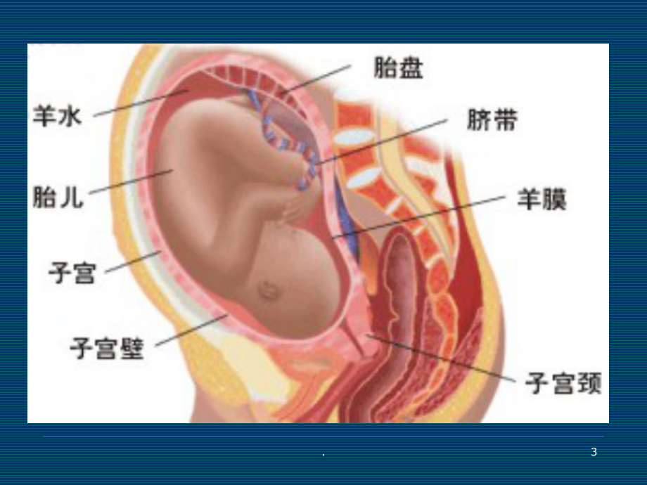 羊膜在眼科临床中应用医学课件.ppt_第3页