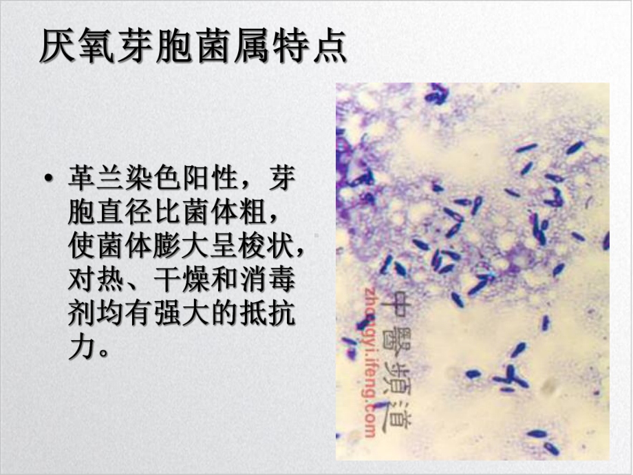 破伤风梭菌优秀案例课件.ppt_第3页