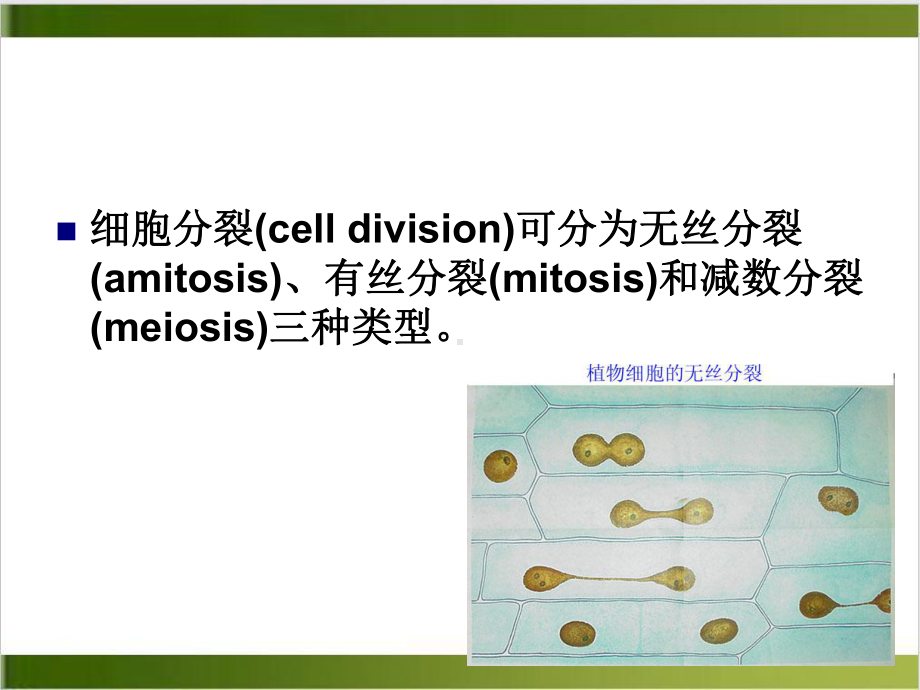 细胞增殖医学细胞生物学实用版课件.ppt_第3页