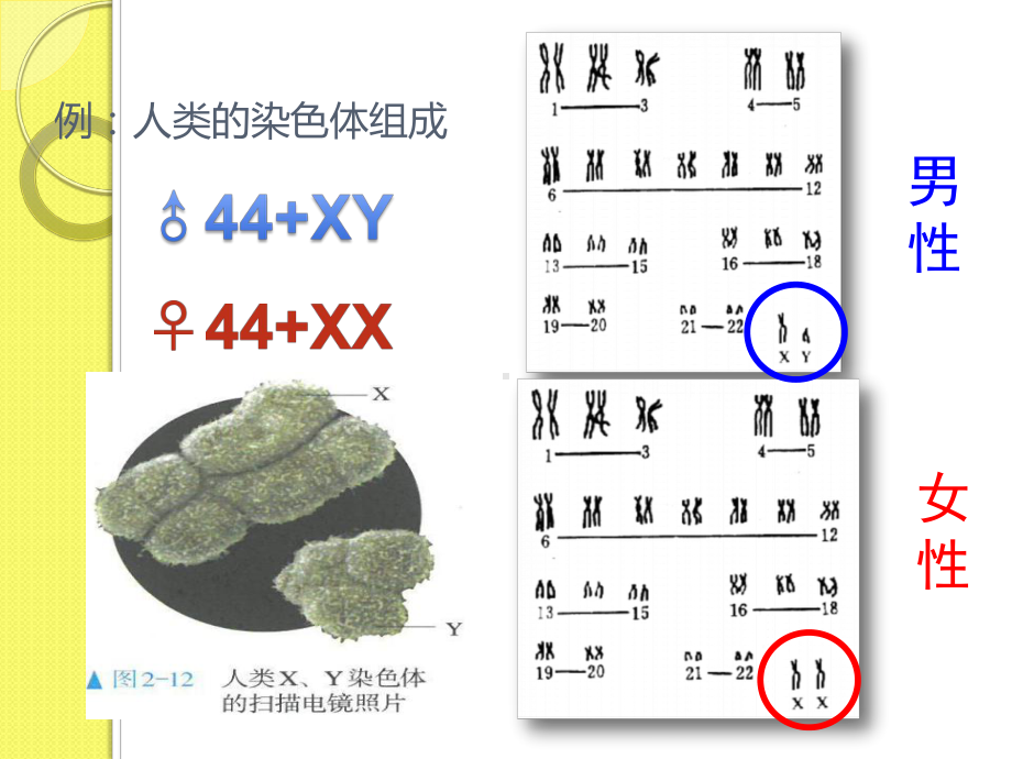 (新教材)伴性遗传课件人教版1.pptx_第3页