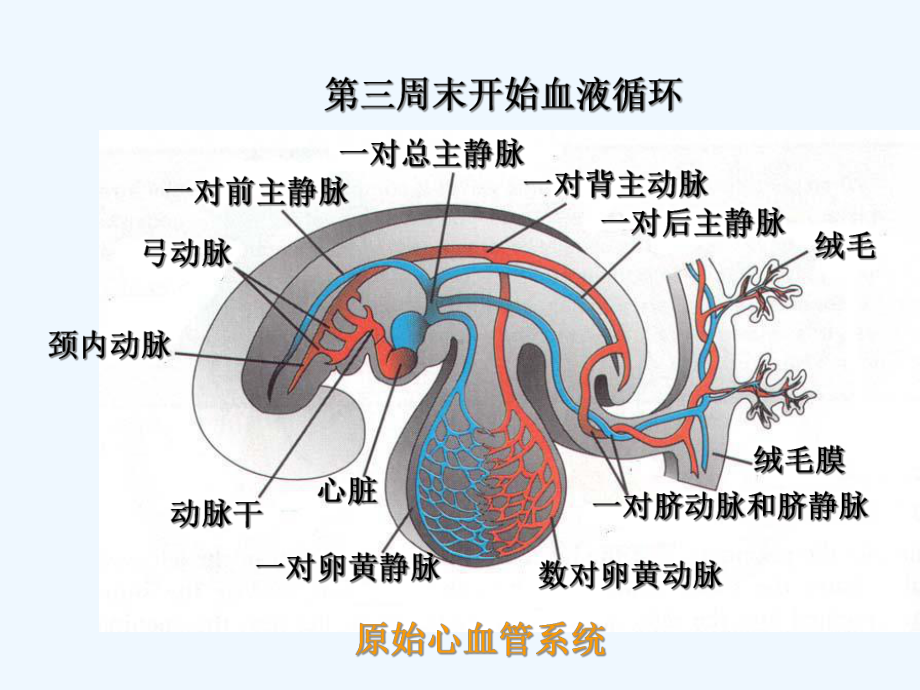 组织学与胚胎学心血管系统的发生-课件.ppt_第2页