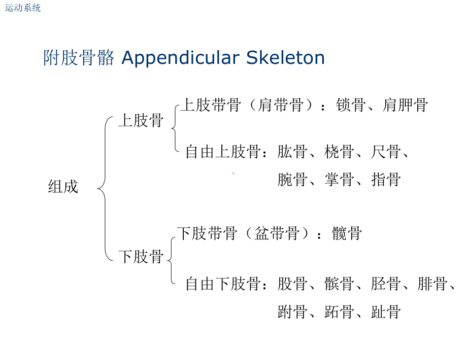 肘关节解剖结构-课件.ppt_第3页