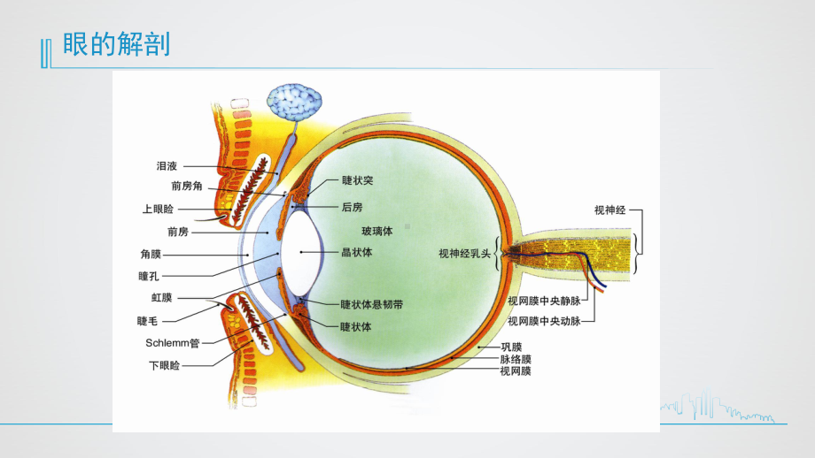 老性白内障的护理查房课件.pptx_第3页