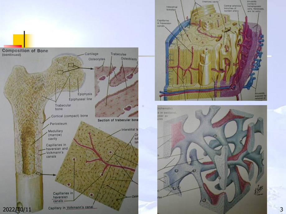 老年人骨质疏松症讲解课件.ppt_第3页