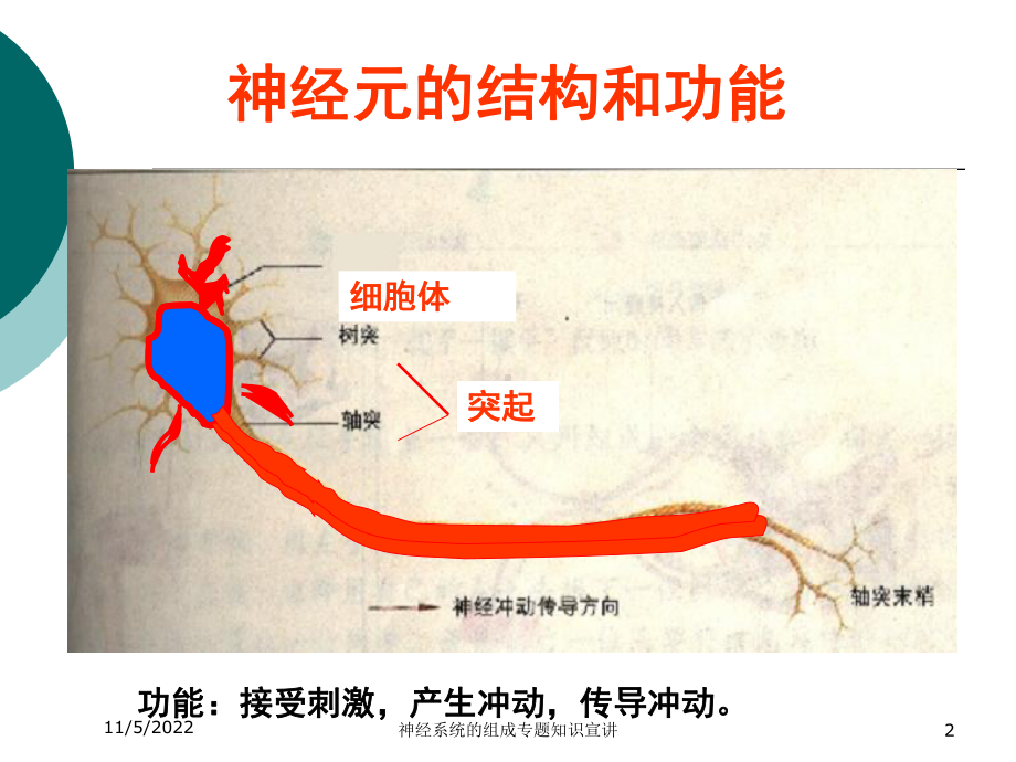 神经系统的组成专题知识宣讲培训课件.ppt_第2页