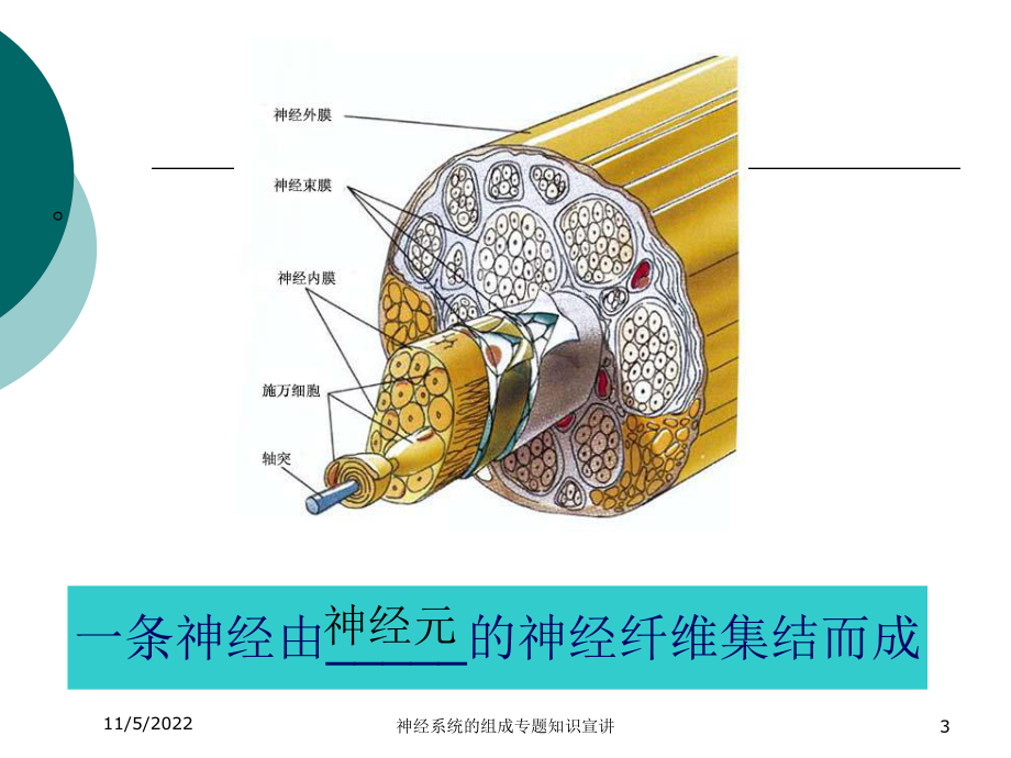 神经系统的组成专题知识宣讲培训课件.ppt_第3页