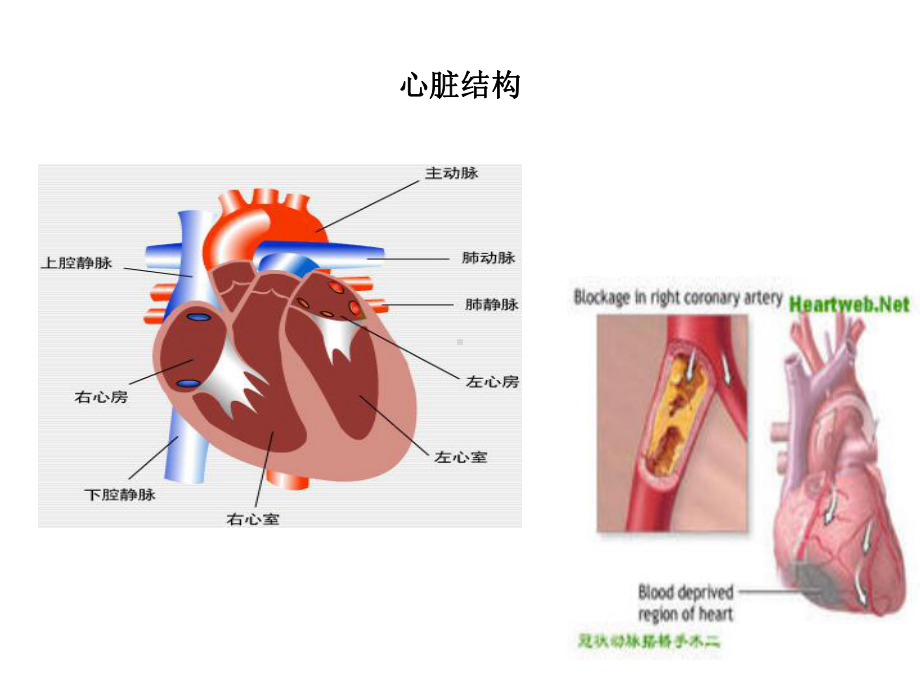 老年医学保健-第六讲冠心病课件.pptx_第2页