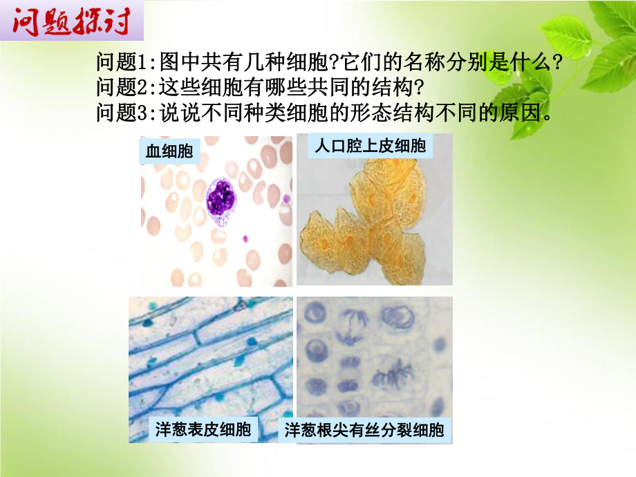 (新教材)细胞的多样性和统一性完整版人教版课件1.pptx_第2页