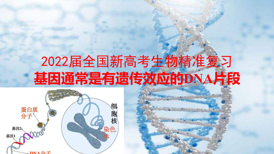 2022届全国新高考生物精准复习基因通常是有遗传效应的DNA片段课件.pptx_第1页