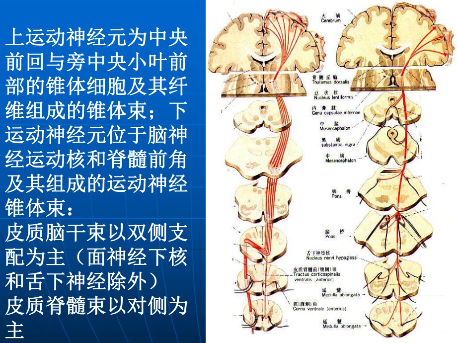 神经系统定位诊断学习课件.ppt_第2页