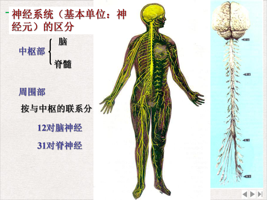 神经系统竞赛优质版课件.pptx_第2页