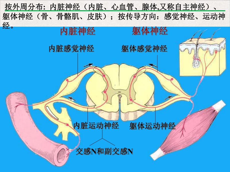 神经系统竞赛优质版课件.pptx_第3页