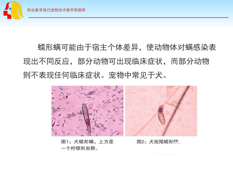 PP108-01a-蠕形螨病诊治课件.ppt_第3页