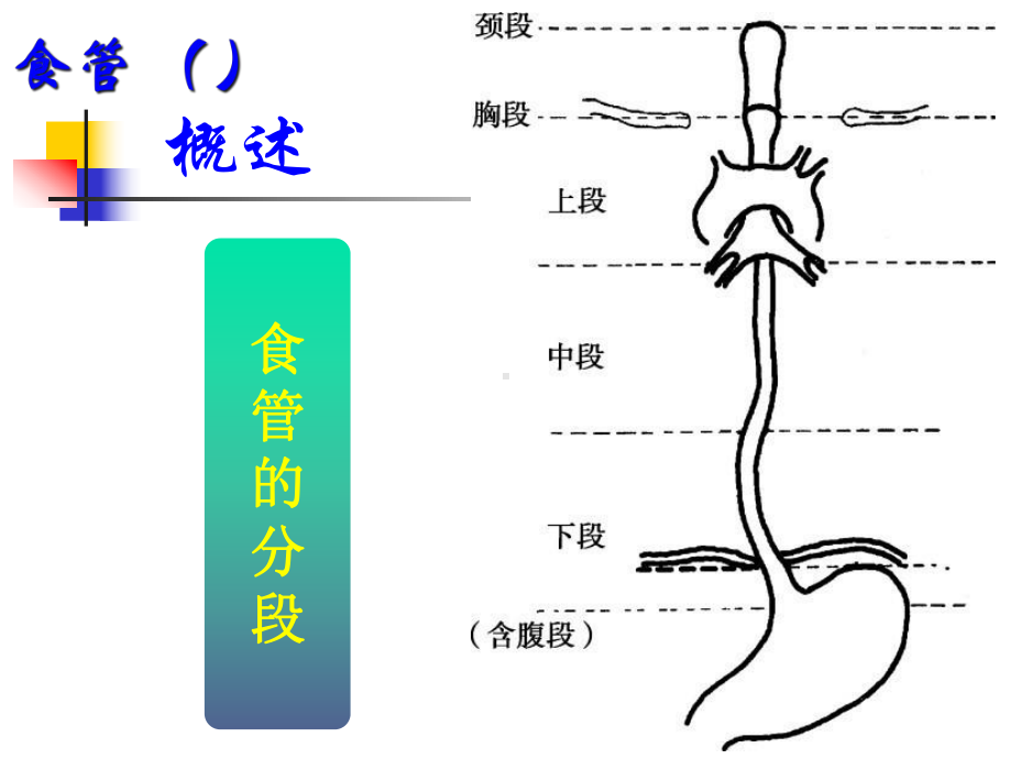 第03章第01节-消化系统解剖和生理功能课件.ppt_第3页