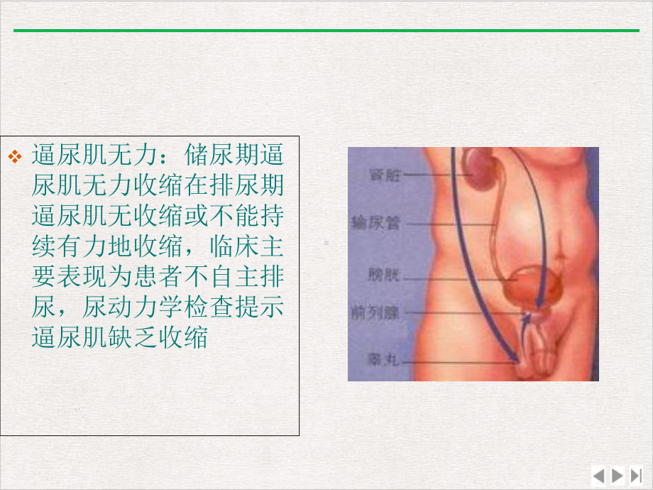 神经源性膀胱寇姣姣完整版课件.pptx_第3页