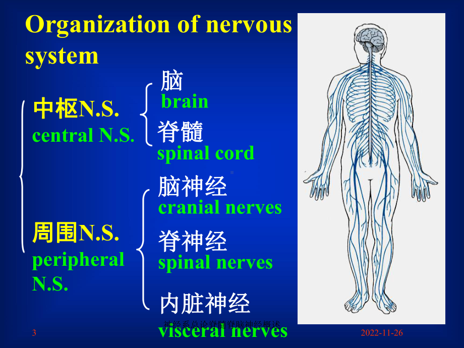 神经系总论脊髓脊脑神经概述课件.ppt_第3页