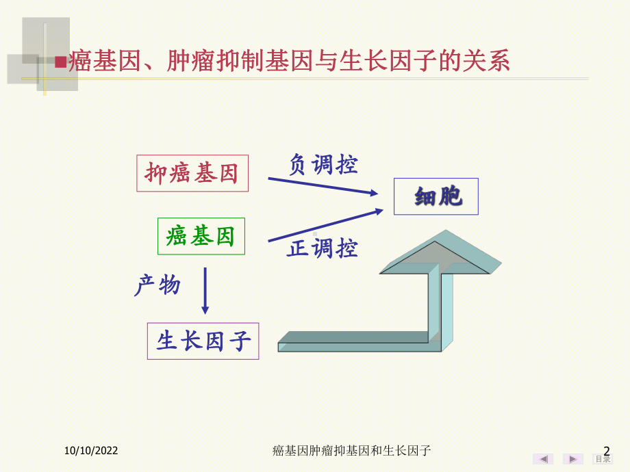 癌基因肿瘤抑基因和生长因子培训课件.ppt_第2页