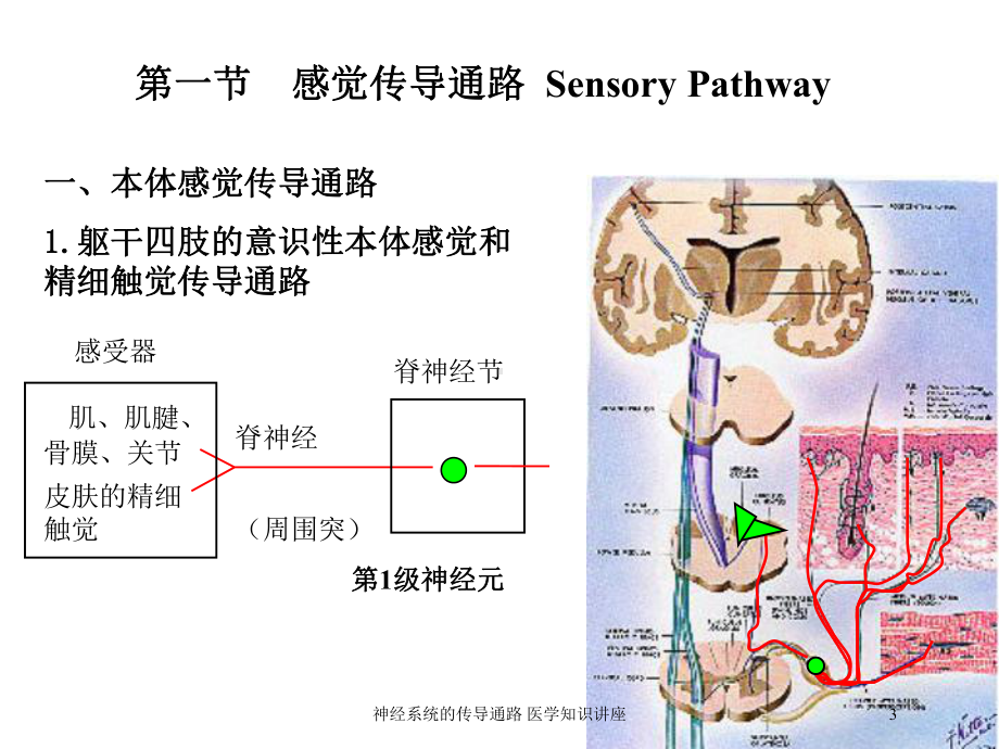 神经系统的传导通路-医学知识讲座培训课件.ppt_第3页