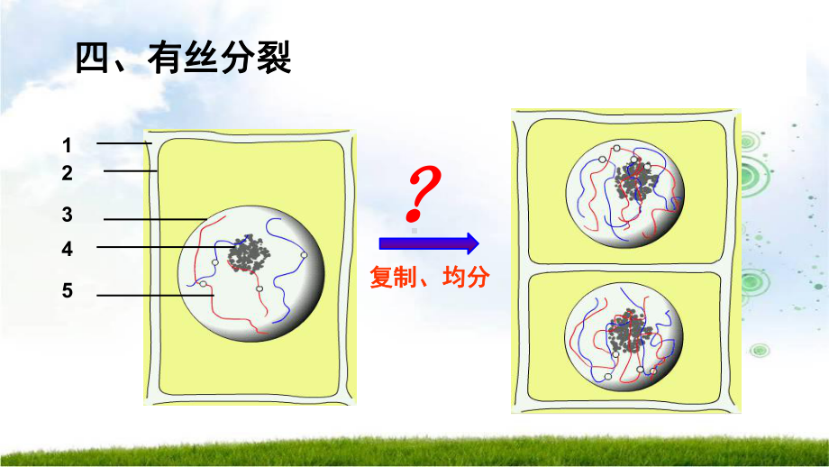 (新教材)细胞的增殖精美课件人教版1.ppt_第3页