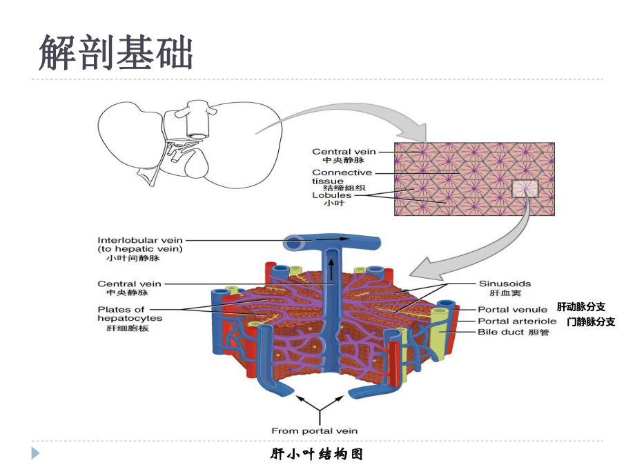 肝纤维化诊治进展课件-2.ppt_第3页