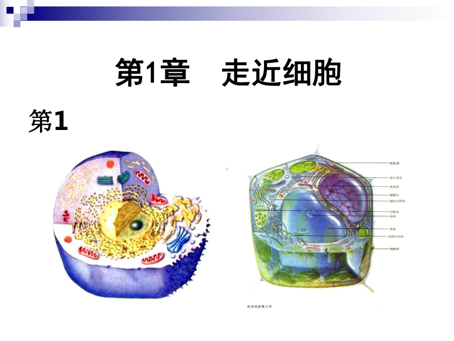 (新教材)高中生物《细胞是生命活动的基本单位》完整版人教版1课件.ppt_第1页