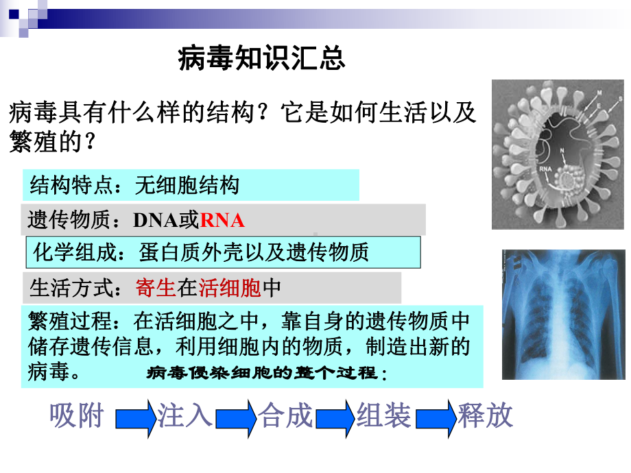 (新教材)高中生物《细胞是生命活动的基本单位》完整版人教版1课件.ppt_第2页