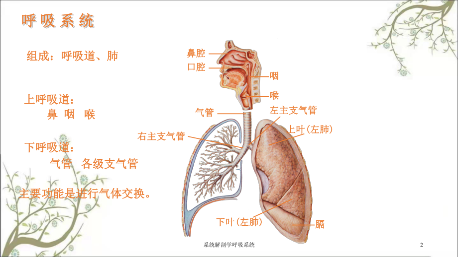 系统解剖学呼吸系统课件.ppt_第2页